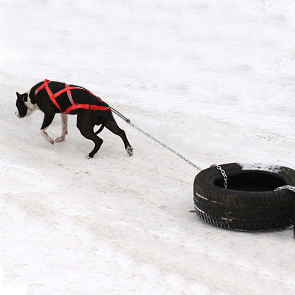 Waterproof Dog Sled Pulling Ha – No Pull Dog Harness recenzja i cena