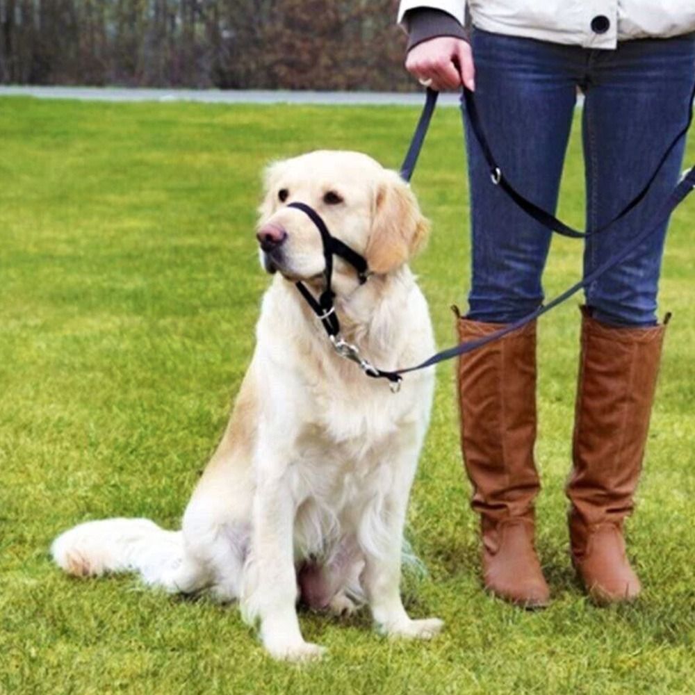 Adjustable Anti barking Non Pu – No Pull Dog Harness recenzja i cena